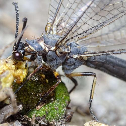 Réf. 234 297 : Myrmeleon formicarius