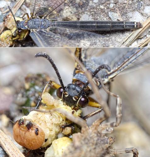 Réf. 234 298 : Myrmeleon formicarius