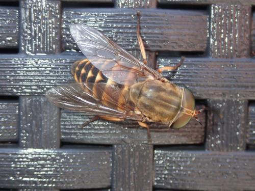 Réf. 234 158 : Tabanus sudeticus
