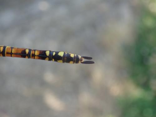 Aeshna affinis