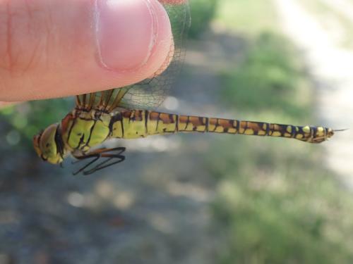 Aeshna affinis