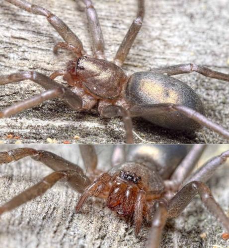 Réf. 234 932 : Sagana rutilans