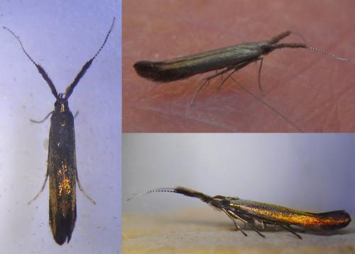 Réf. 234 352 : Coleophora paramayrella