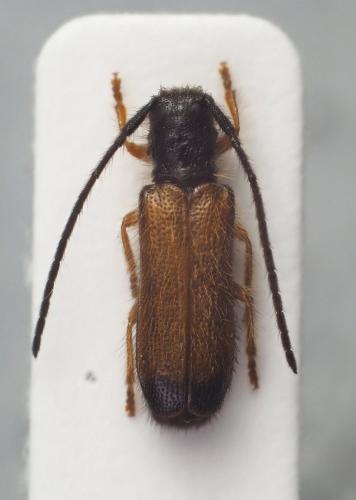 Réf. 234 446 : Tetrops starkii