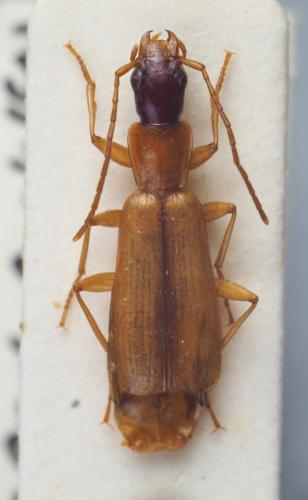 Réf. 234 448 : Paradromius longiceps