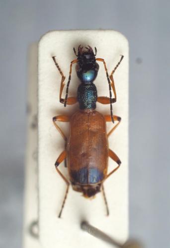 Odacantha melanura