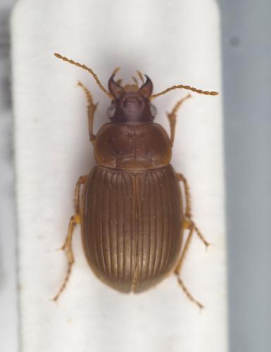 Amara brevis