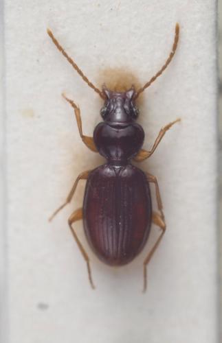 Réf. 234 481 : Trechus secalis