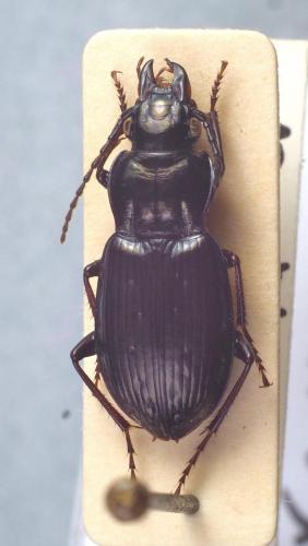Pterostichus quadrifoveolatus