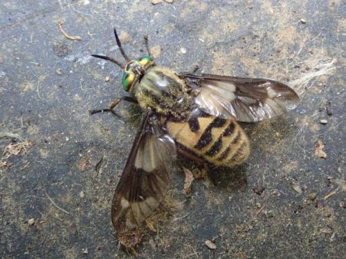 Réf. 234 684 : Chrysops relictus