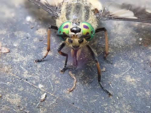 Réf. 234 685 : Chrysops relictus