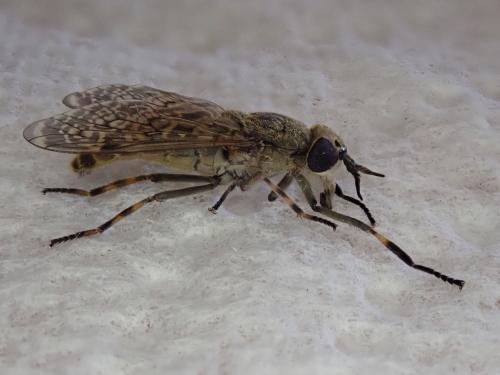 Haematopota pluvialis