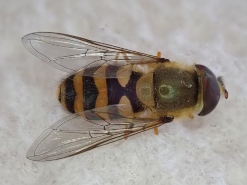 Syrphus vitripennis