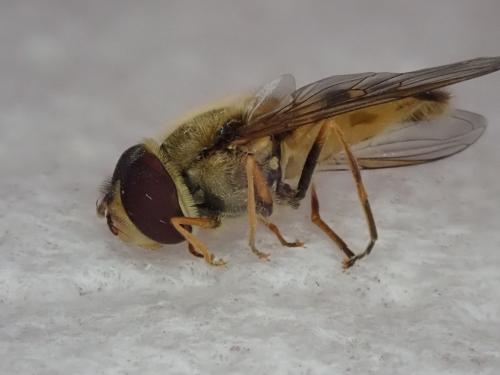 Syrphus vitripennis