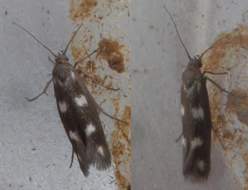 Réf. 234 663 : Scythris scopolella