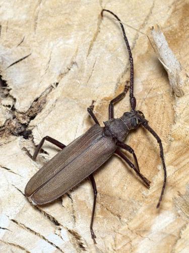 Réf. 234 811 : Aegosoma scabricorne