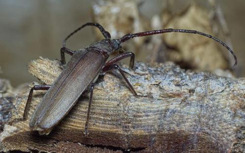 Réf. 234 812 : Aegosoma scabricorne