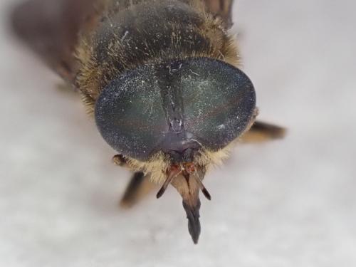 Réf. 234 839 : Tabaninae inconnu