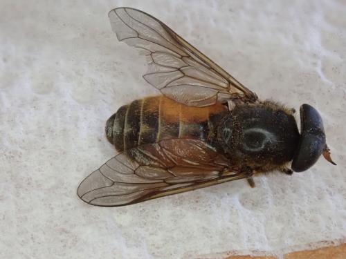 Réf. 234 840 : Tabaninae inconnu