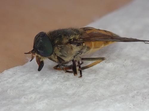 Réf. 234 845 : Tabaninae inconnu