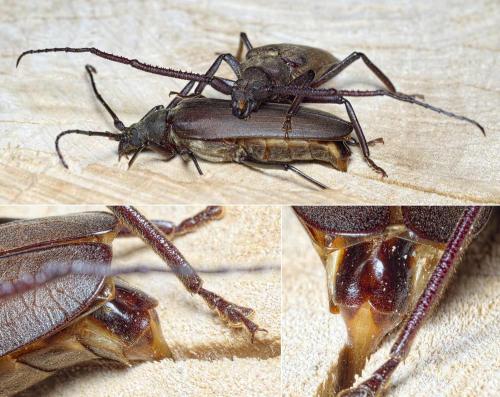 Réf. 234 919 : Aegosoma scabricorne