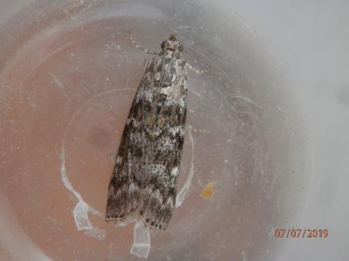 Dioryctria simplicella