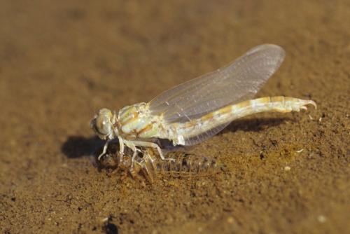 Réf. 234 722 : Paragomphus genei