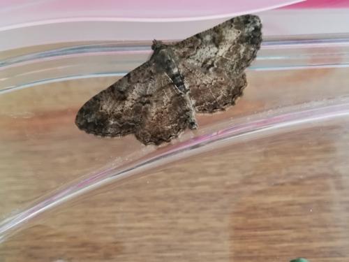 Peribatodes rhomboidaria