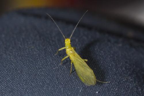 Siphonoperla torrentium