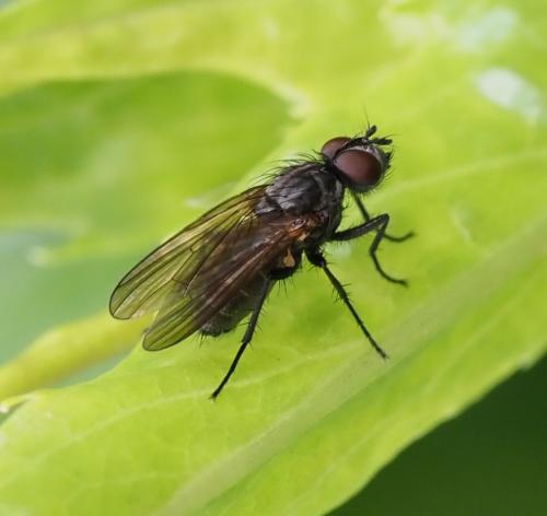 Réf. 234 164 : Delia radicum