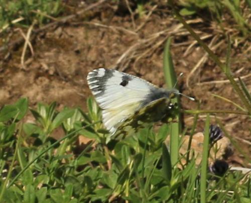 Réf. 234 644 : Euchloe simplonia