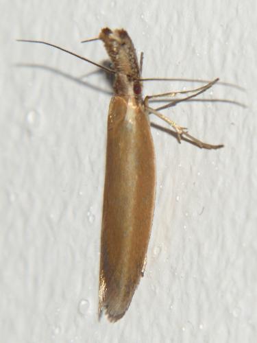 Réf. 234 280 : Pleurota sp.
