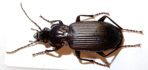 Pterostichus niger