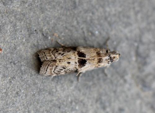 Réf. 234 196 : Phycita roborella