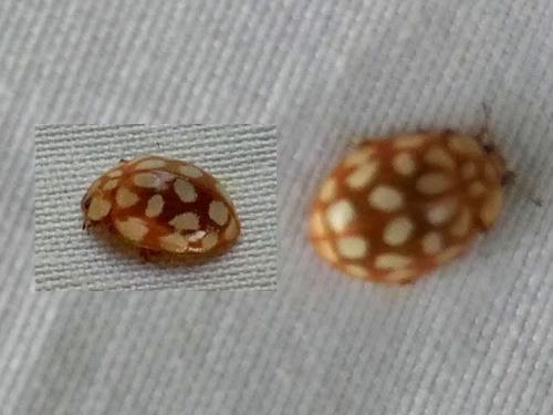 Sospita vigintiguttata