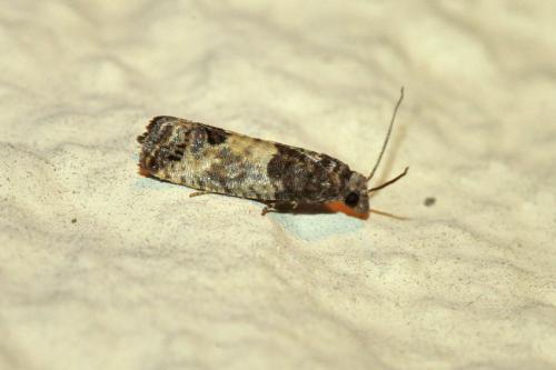 Spilonota ocellana