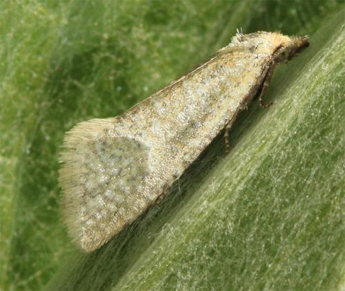 Cochylini
