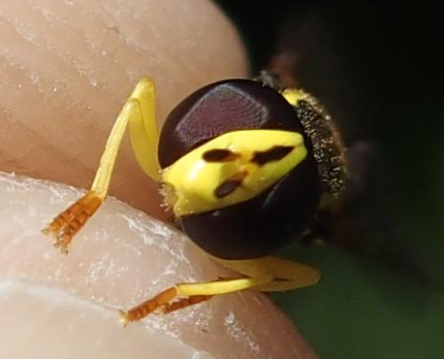 Philhelius stackelbergi