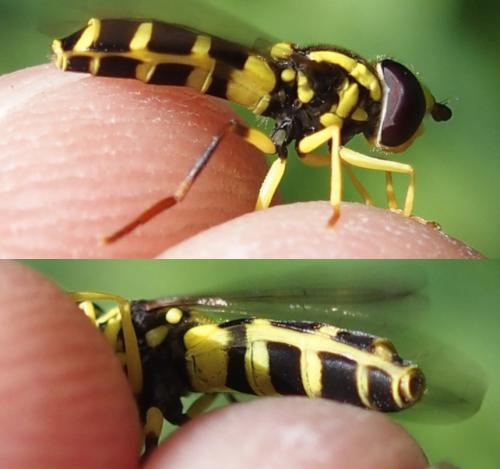 Philhelius stackelbergi