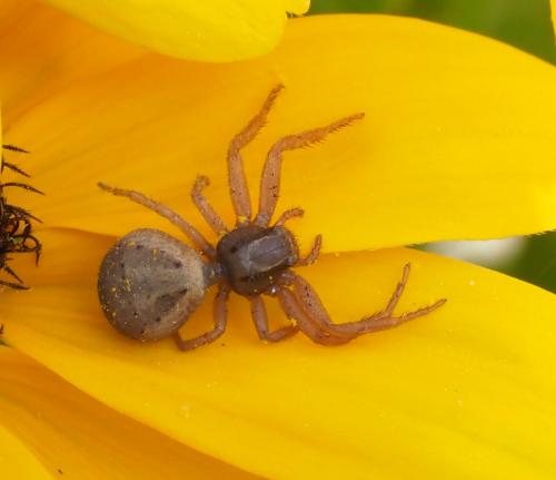 Réf. 234 934 : Xysticus erraticus