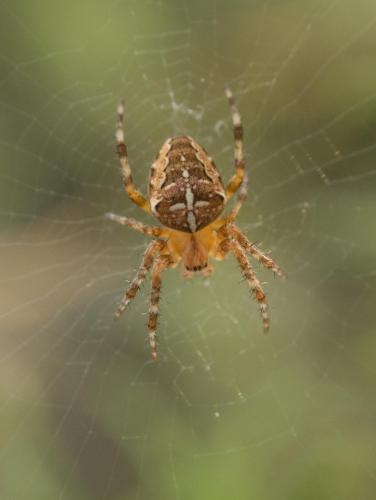 Araneus diadematus