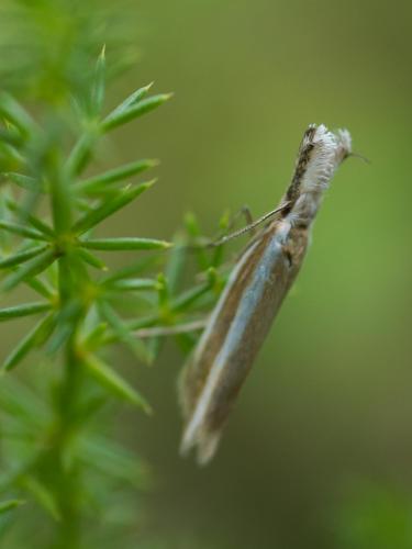 Réf. 234 912 : Pleurota aristella