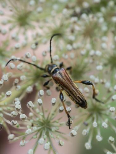 Stenopterus ater
