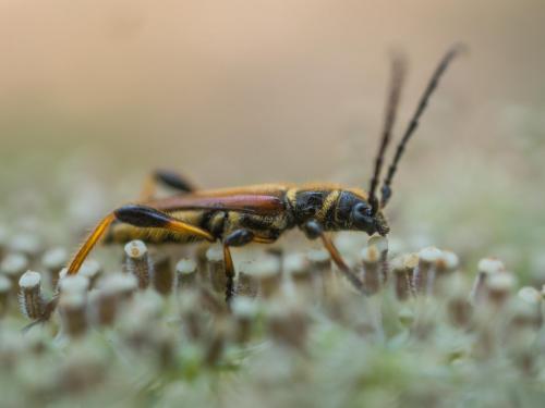 Stenopterus ater