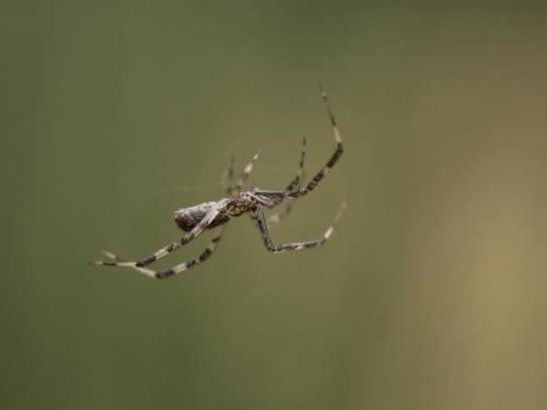 Episinus maculipes