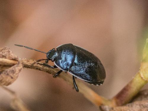 Réf. 234 970 : Canthophorus melanopterus