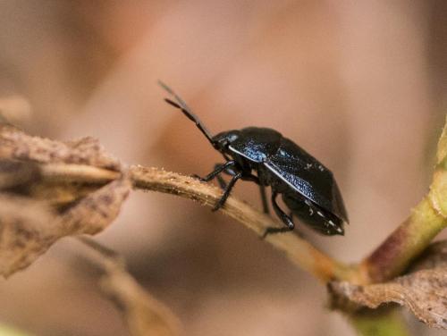 Canthophorus melanopterus