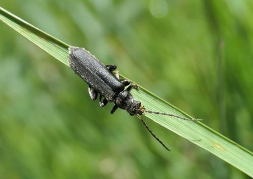 Réf. 234 169 : Cantharis tristis
