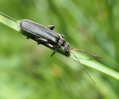 Réf. 234 170 : Cantharis tristis