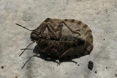 Eurygaster testudinaria